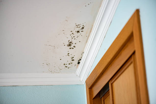 Best Same-Day Mold Removal  in Stryker, OH