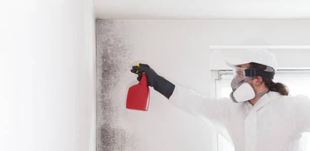 Best Professional Mold Removal  in Stryker, OH