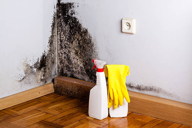 Best Home Mold Removal  in Stryker, OH