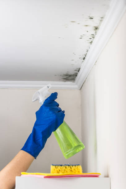 Best Office Mold Removal Services  in Stryker, OH